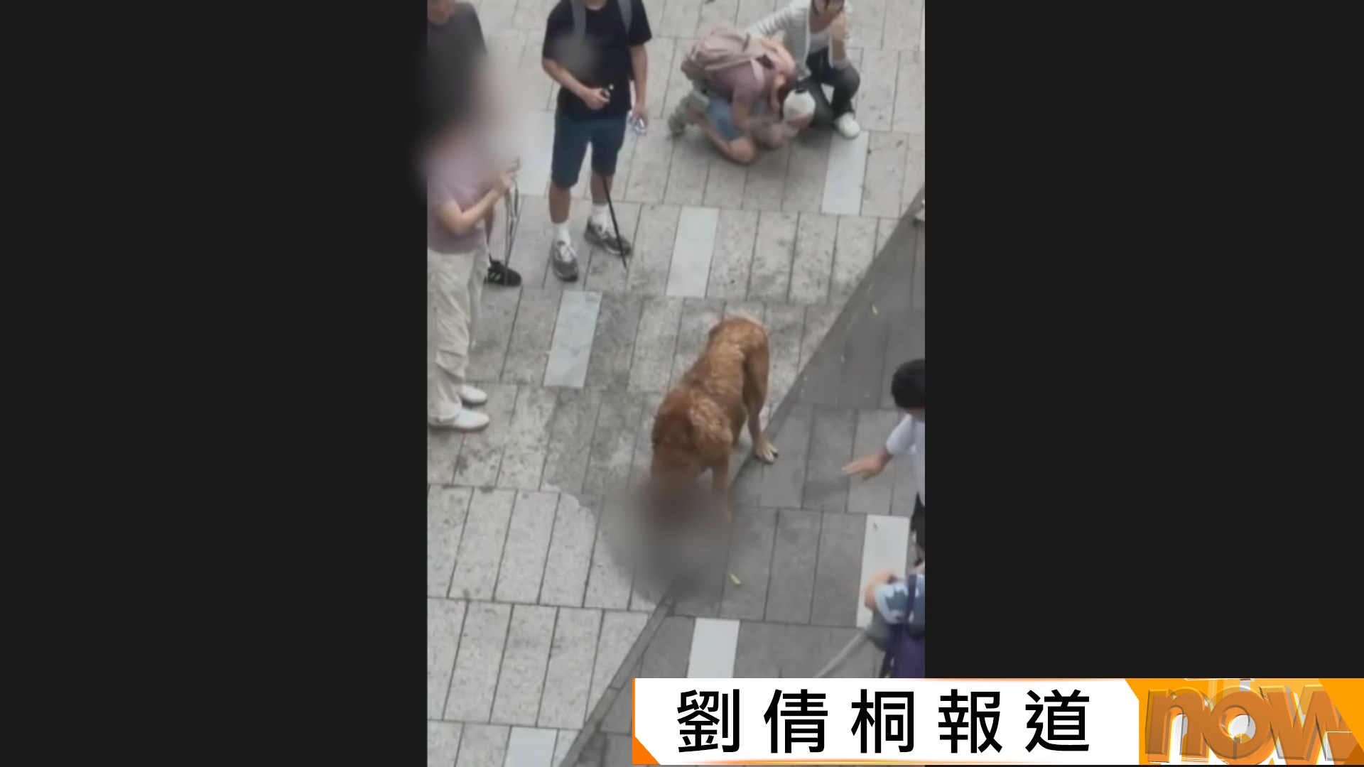 元朗大狗咬死兩狗　漁護署聯同執法部門拘捕涉事狗主