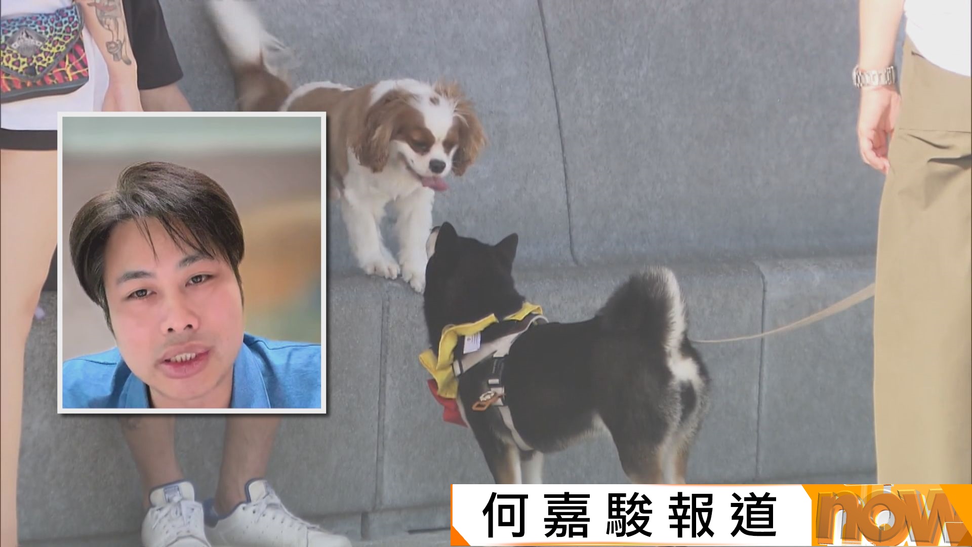 何俊賢稱不少狗主不知自身責任　倡飼養前強制先上課