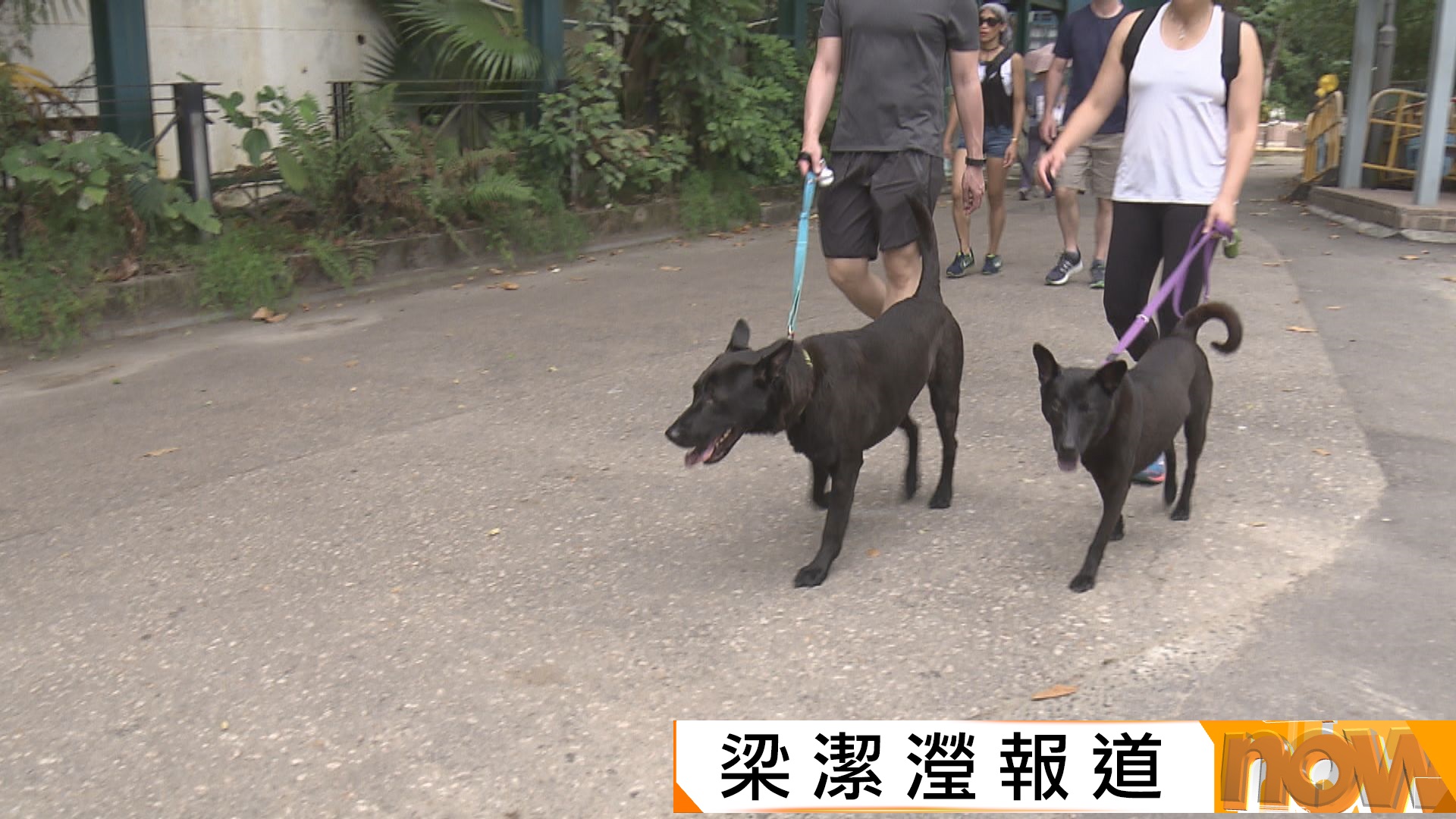 元朗狗咬狗｜馴犬師強調所有狗隻出門均應繫上狗帶