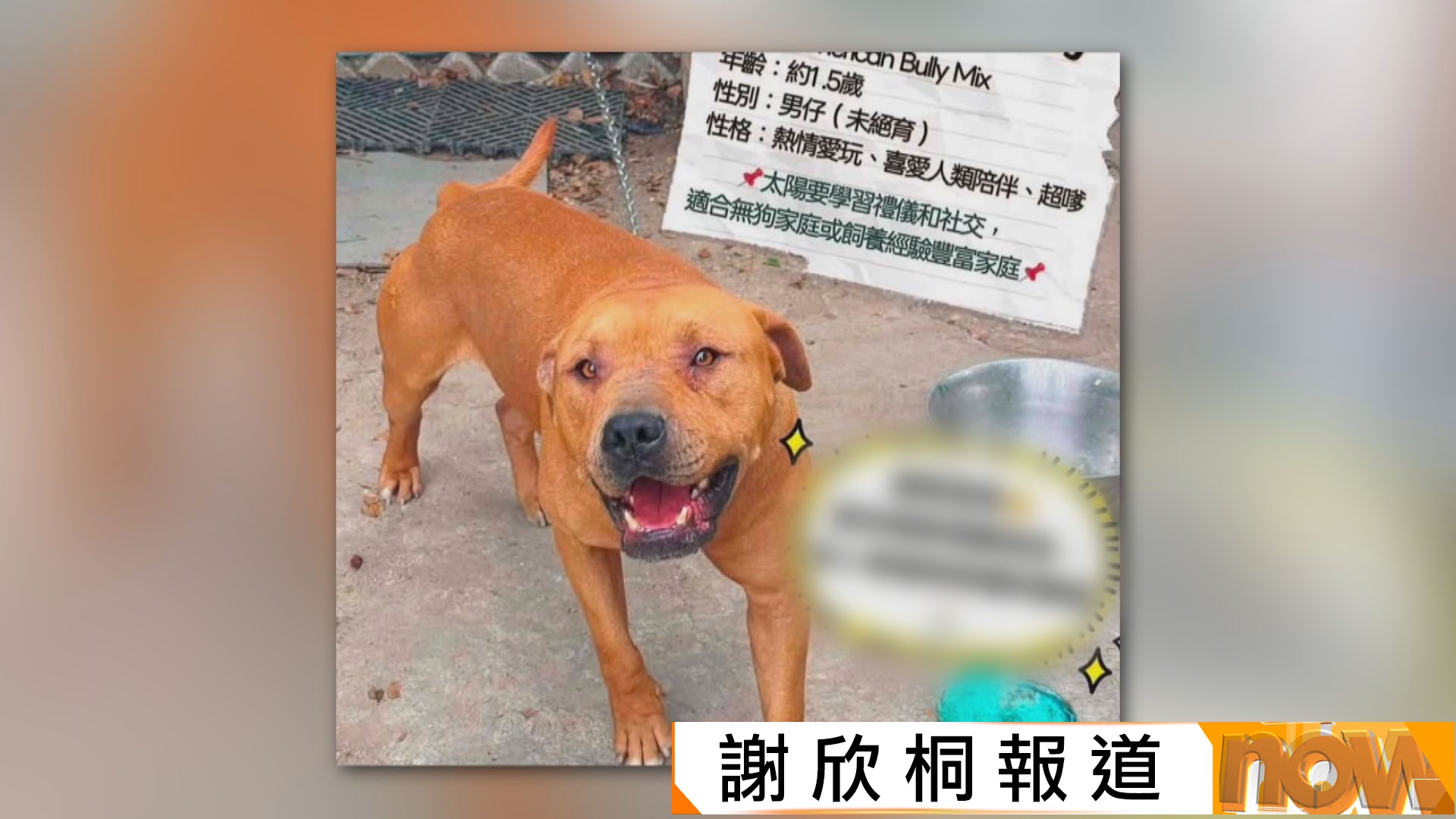 打鼓嶺狗咬死人｜寵物酒店持牌人疑遭混種格鬥犬襲擊亡　謝展寰︰檢討格鬥狗定義和名單