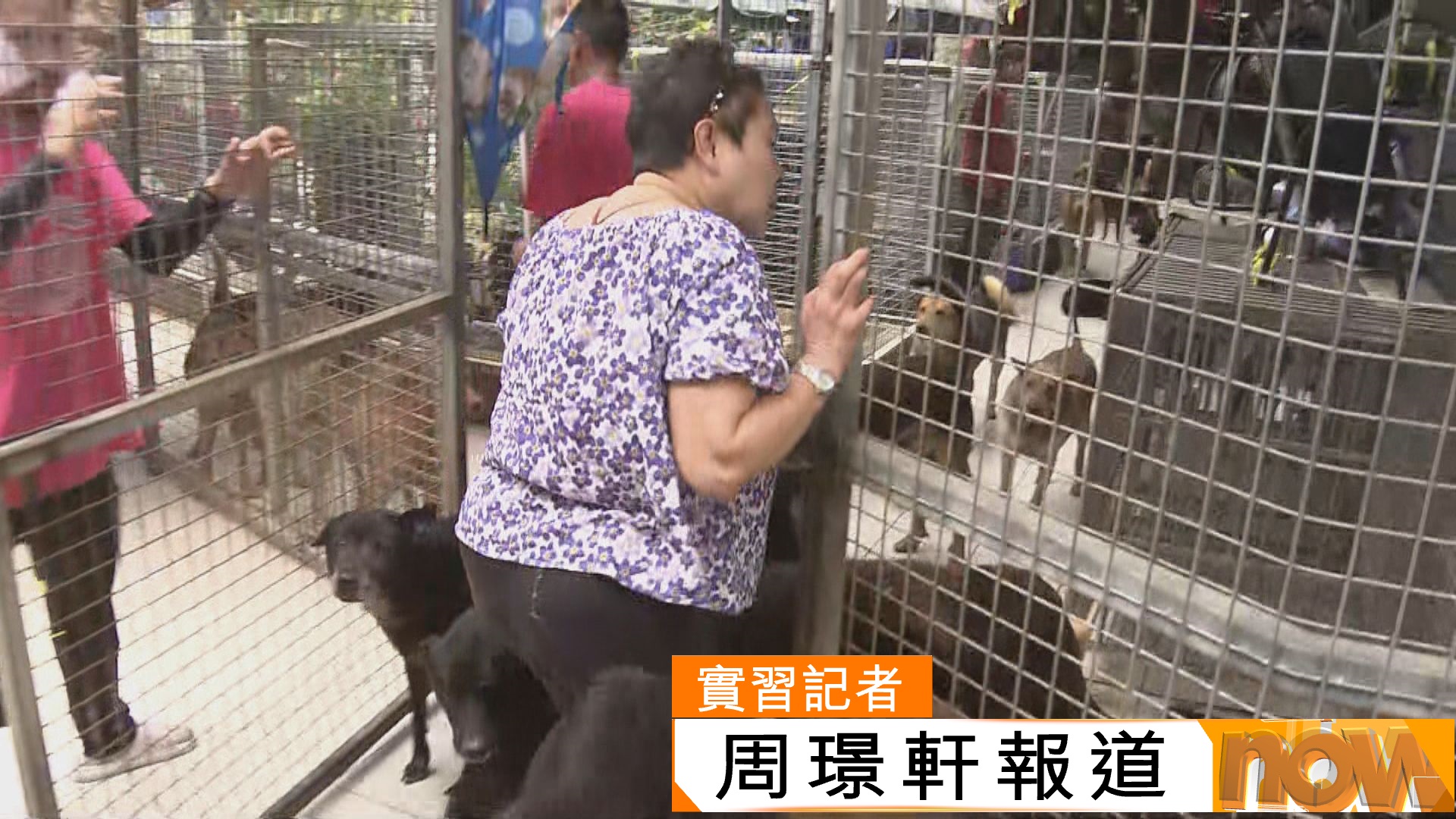 打鼓嶺狗咬死人｜香港流浪狗之家︰格鬥犬不適合養惟聞有人偷運　何敬康︰驗血統始准登記