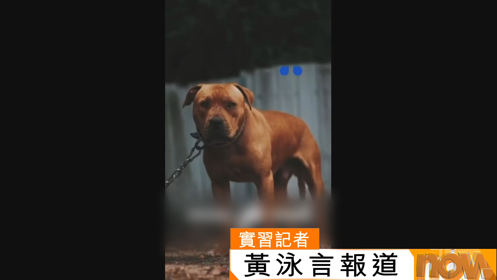 打鼓嶺狗咬死人｜涉咬死人混種格鬥犬原居停車場終日鐵鍊上鎖　議員促加強規管