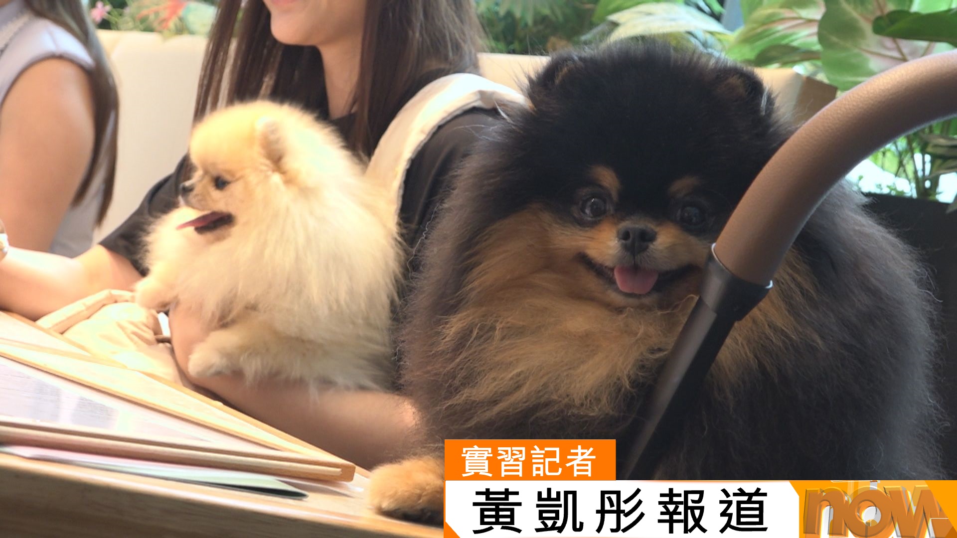 打鼓嶺狗咬死人｜有食客指狗咬狗及狗咬人是個別事件　不擔心光顧寵物餐廳