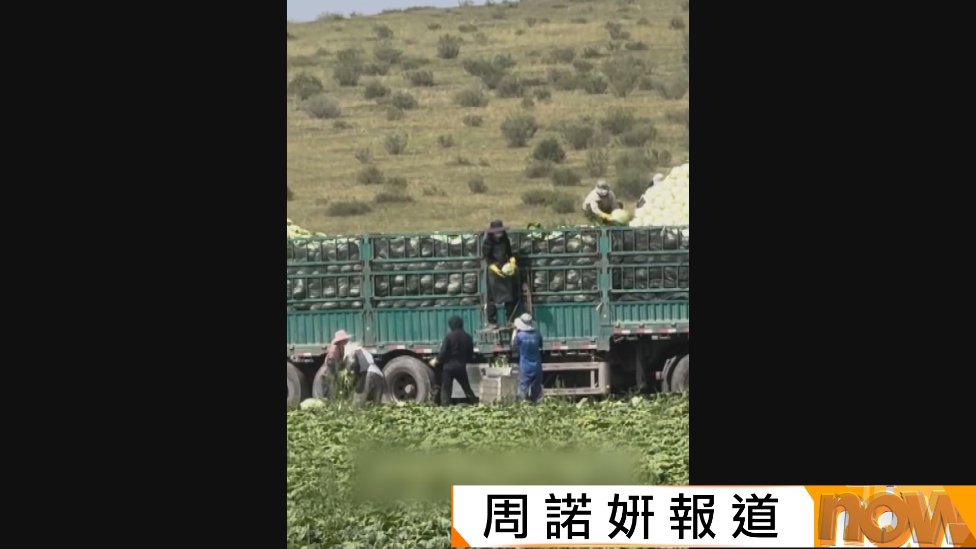 內地博主爆河北紹菜裝車前蘸甲醛保鮮　當局多部門展開調查