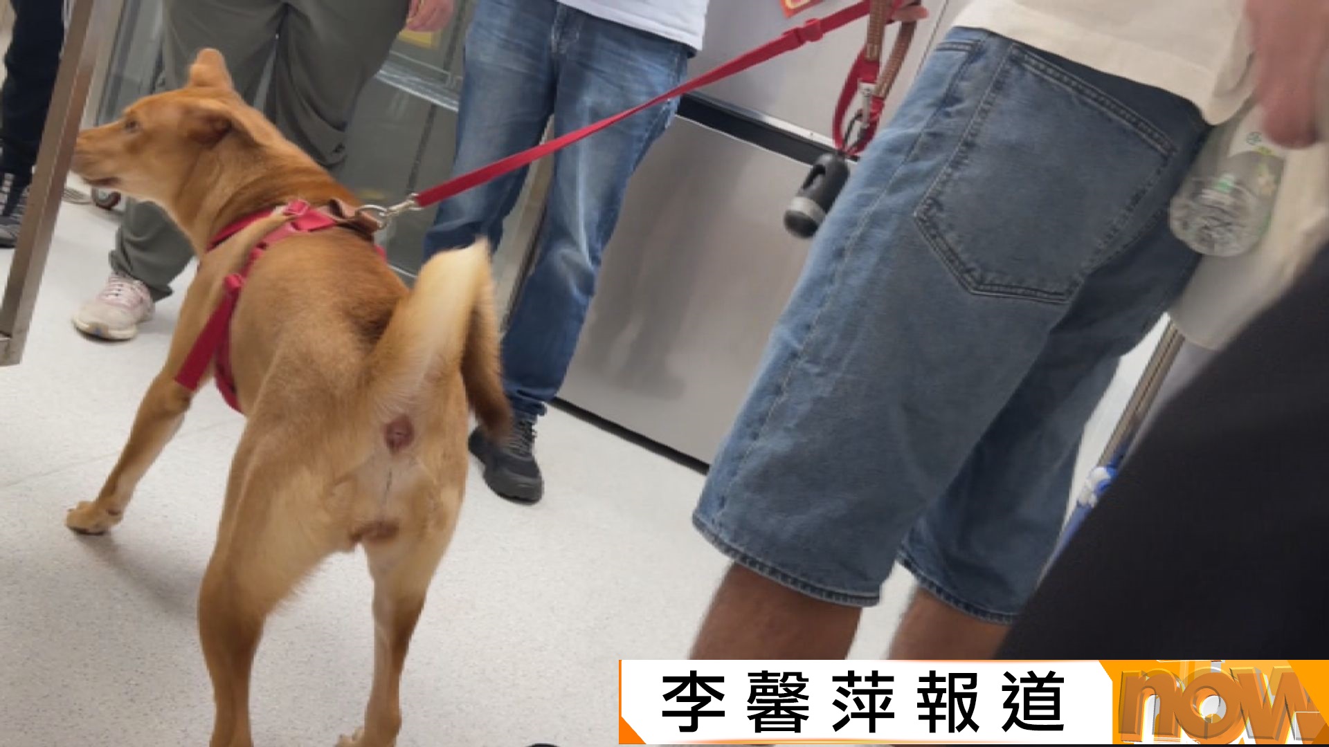 本台實測漁護署10分鐘取得狗牌　職員認出屬唐狗惟無法確認混種
