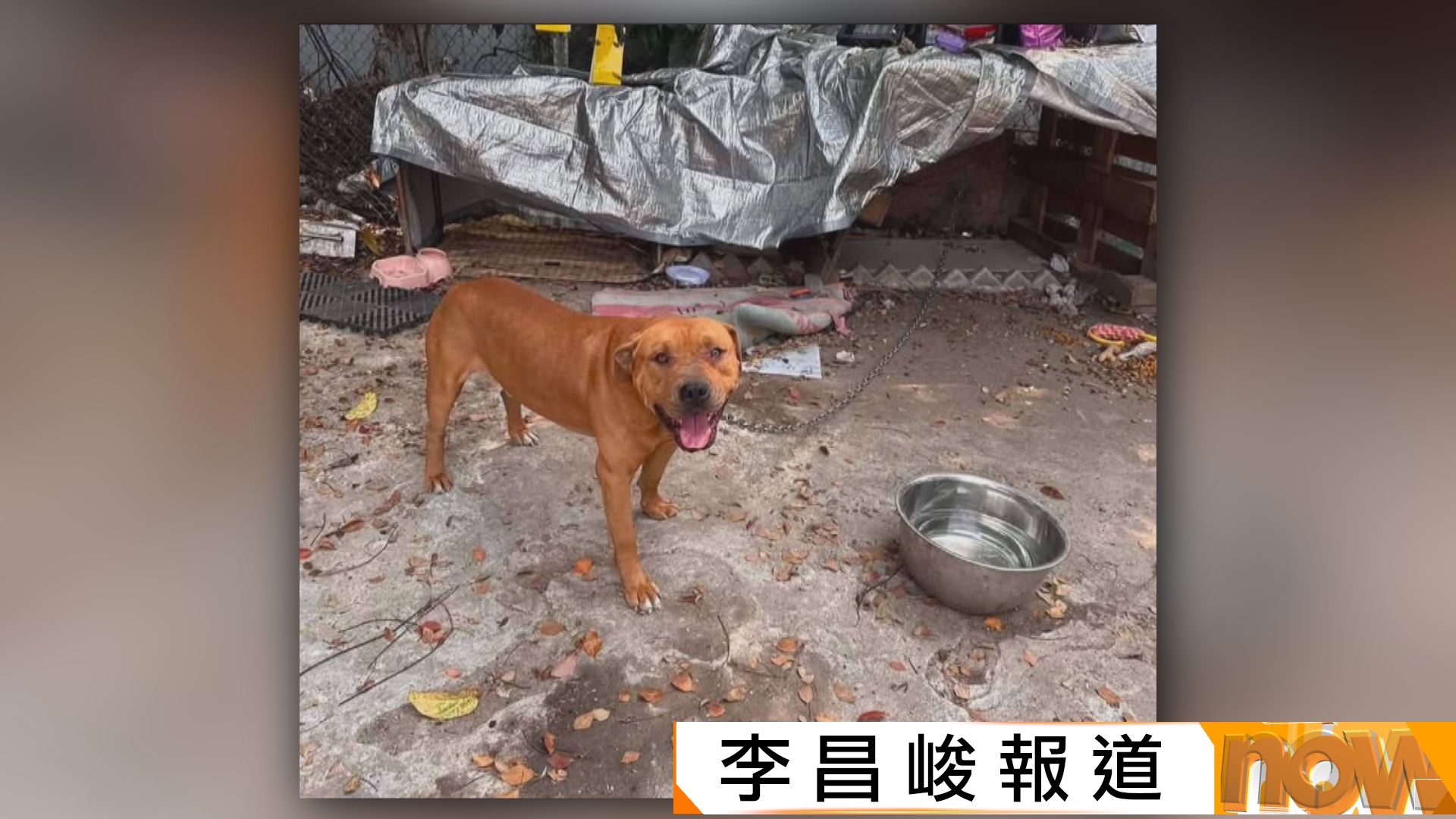 接連有狗咬死狗及咬死人　李家超：正檢視法例需否改善