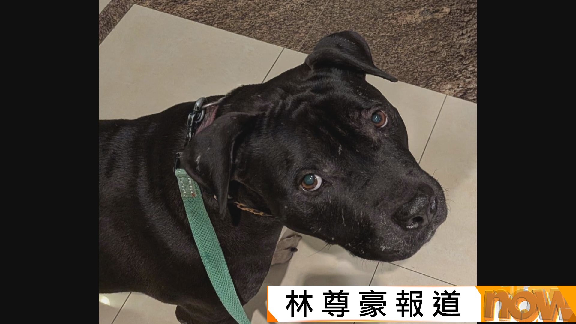 再有犬隻被漁護署懷疑是格鬥犬　即時帶走檢測