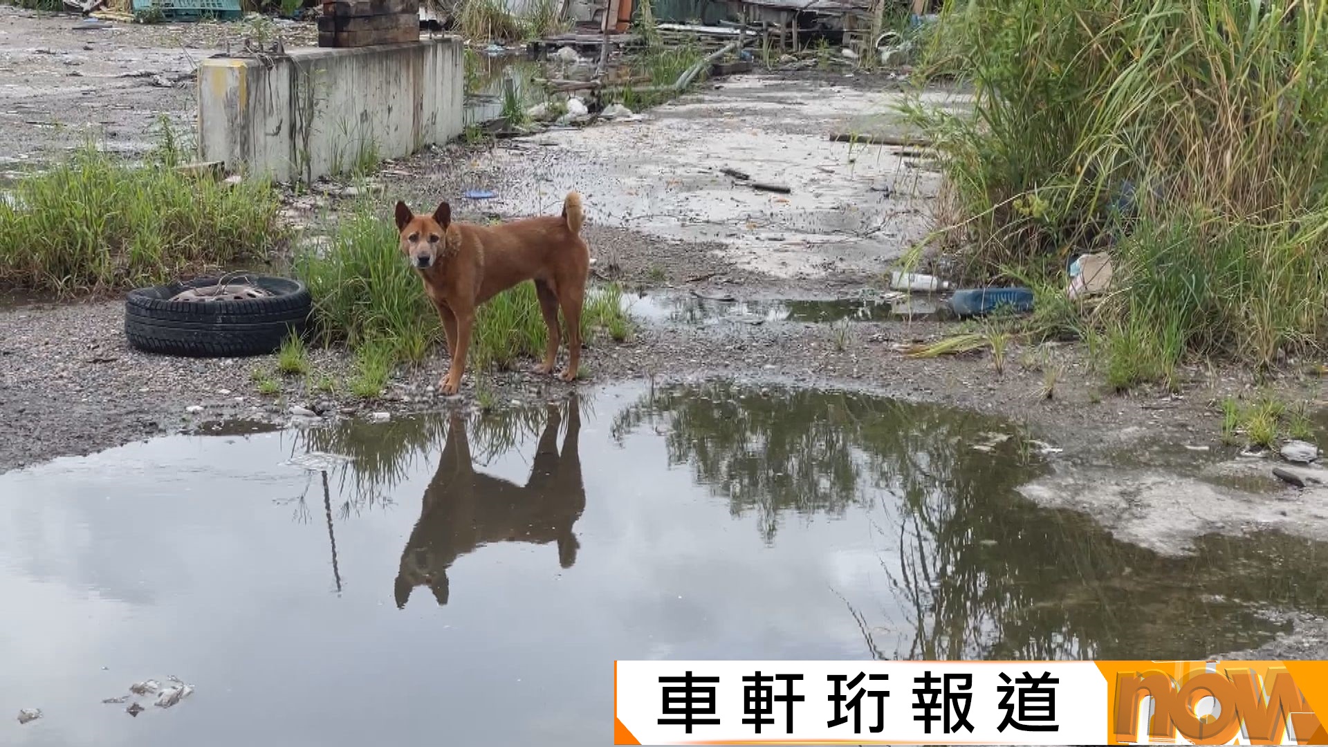 北都棕地作業減少棄養狗隻日趨嚴重　議員倡建動物過渡性房屋