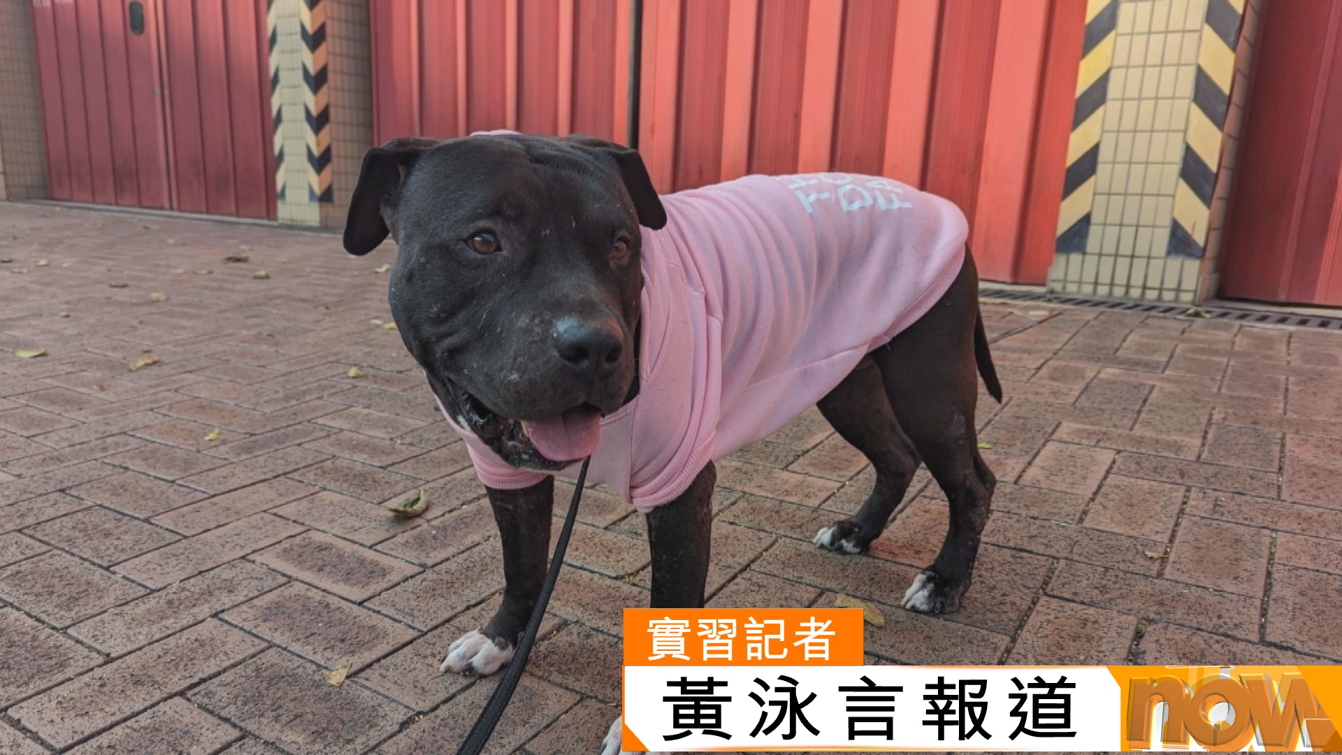 Baku疑為格鬥犬遭漁護署帶走　狗主斥靠目測不合理　基因檢測中心稱查詢增五成