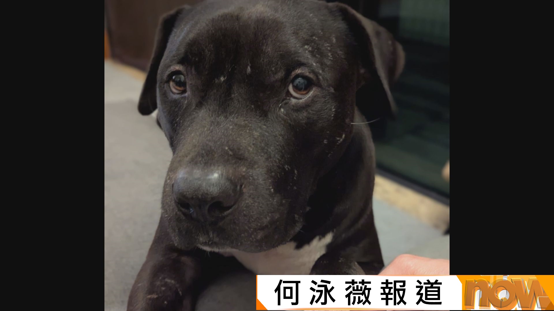 Baku疑為格鬥犬遭漁護署帶走　狗主斥靠目測不合理　基因檢測中心稱查詢增五成
