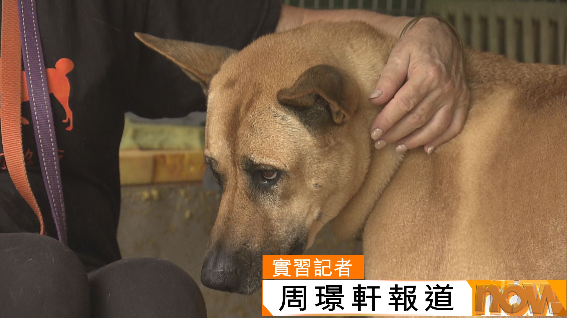 西貢有狗舍位於自然保育區而要向城規會申請且涉佔用政府土地　議員冀政府特事特辦