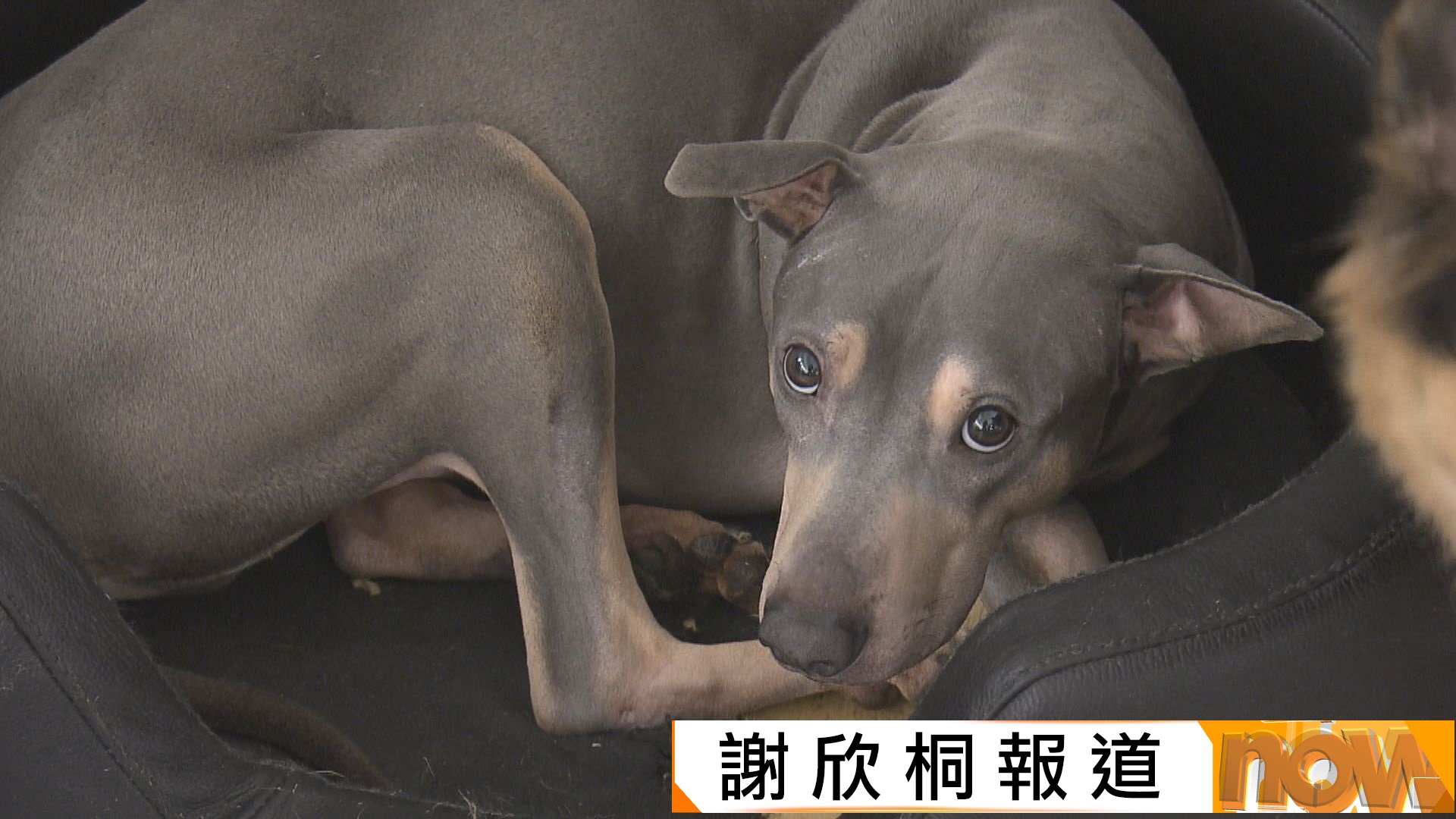 漁護署上門捉走懷疑危險狗隻　劉鎮海倡設緩衝期讓狗主自行申報