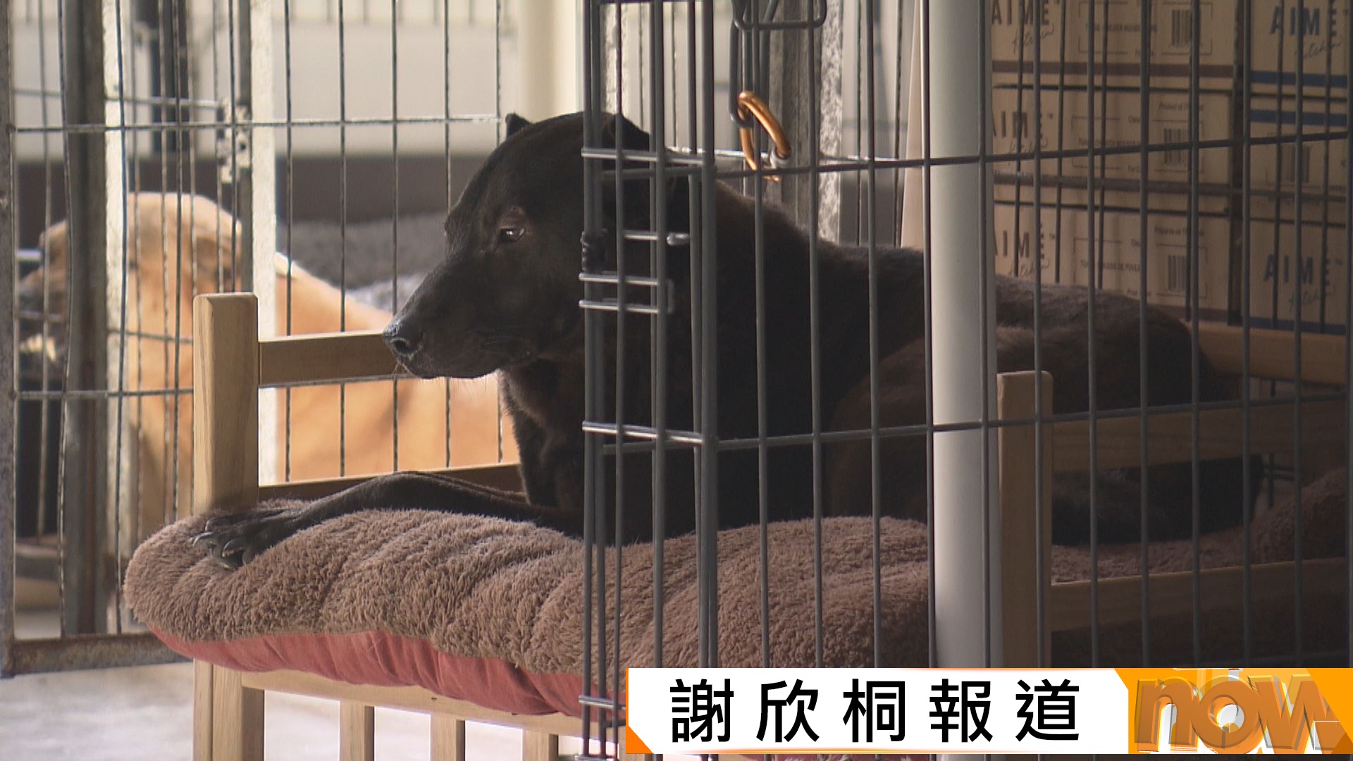漁護署更新格鬥狗清單　關注動物權益人士料有棄養潮