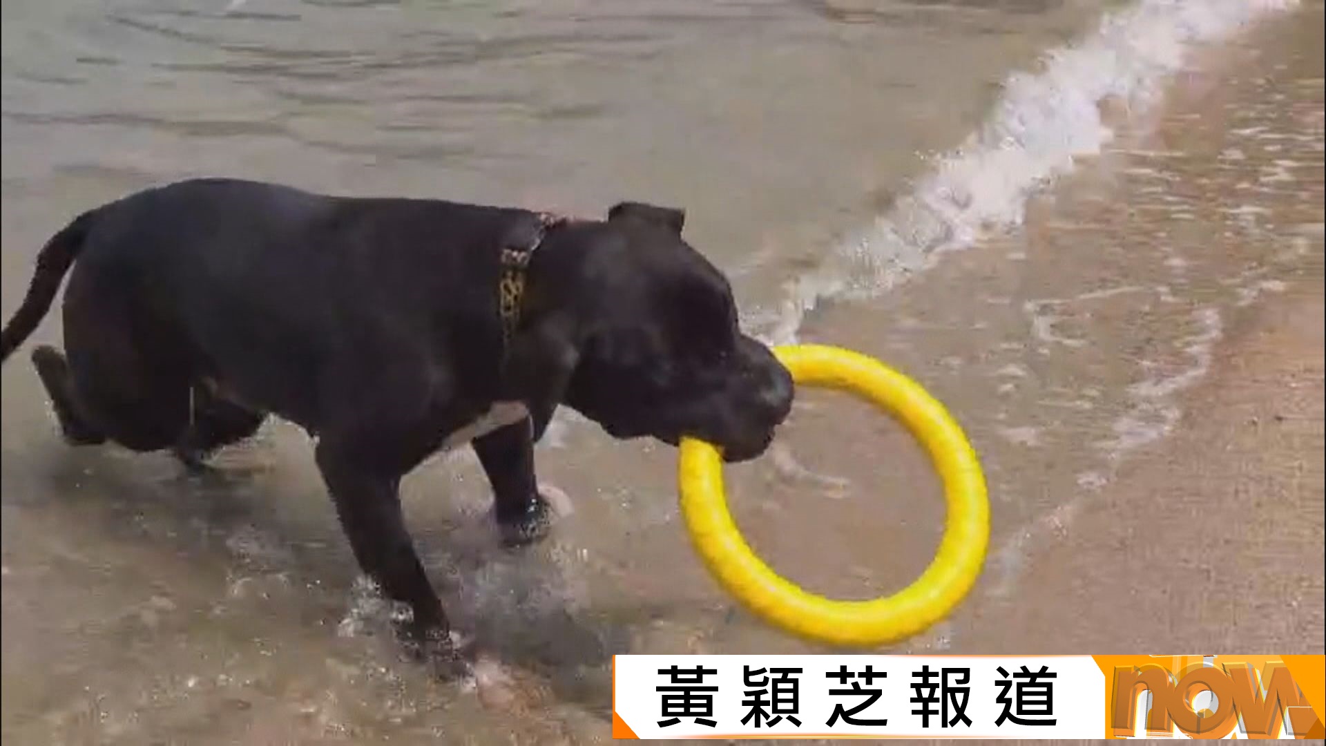 漁護署：得狗主同意才會帶走狗隻檢查觀察　目測判斷品種是主流做法