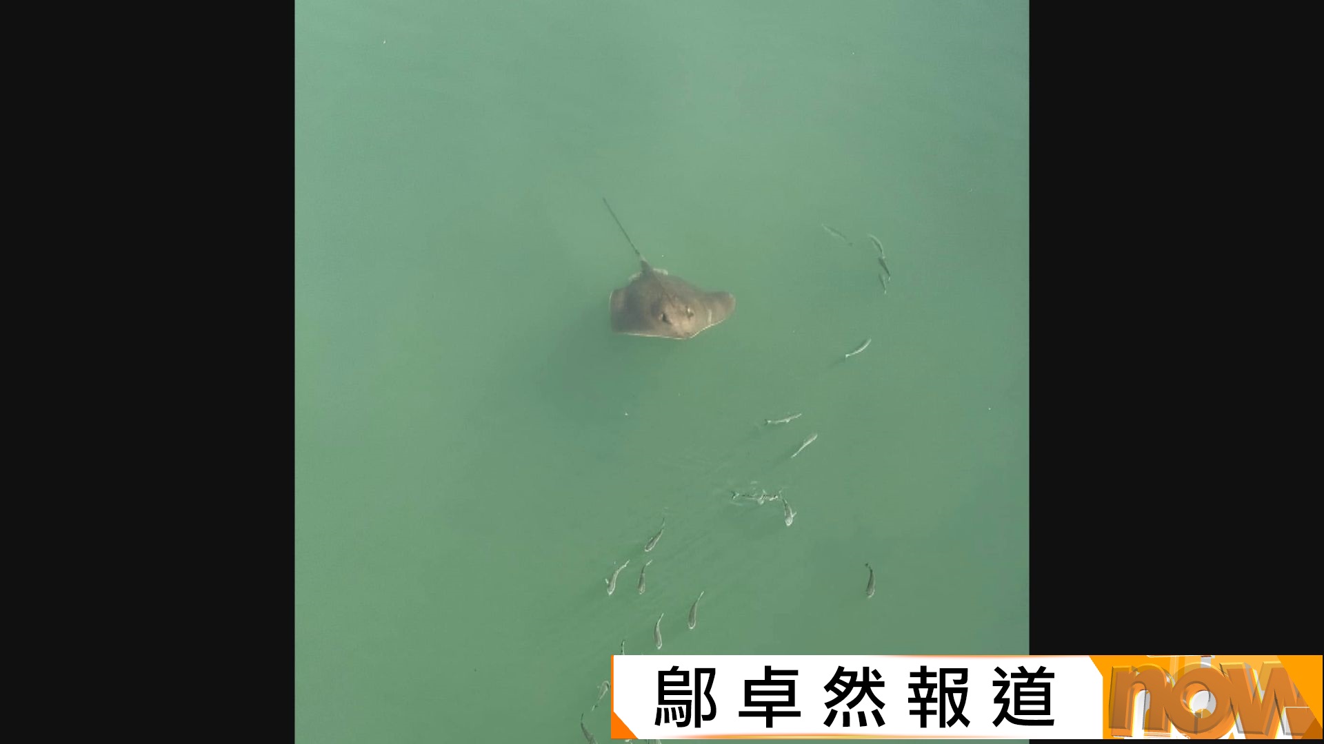 大埔林村河現大批魔鬼魚　事隔一日未見蹤影