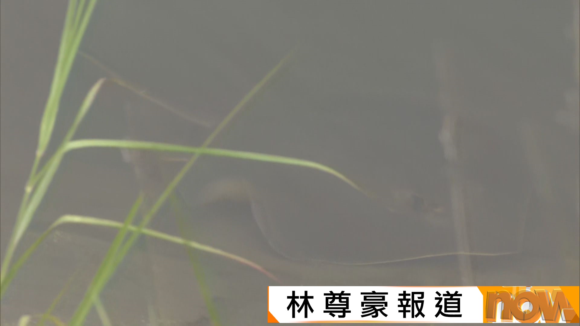 大埔林村河連續兩日現魔鬼魚　專家：大雨沖刷河流吸引至河口覓食　籲不要捕捉