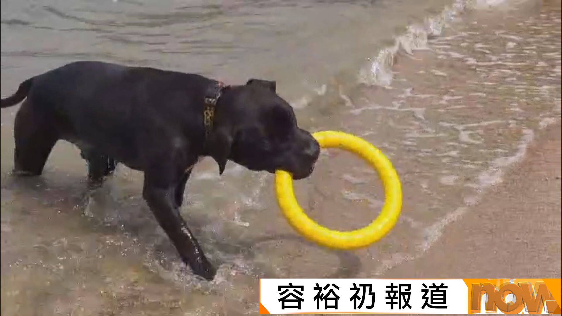 漁護署：本港現有34隻持牌格鬥犬　6宗帶走檢查認定屬格鬥犬