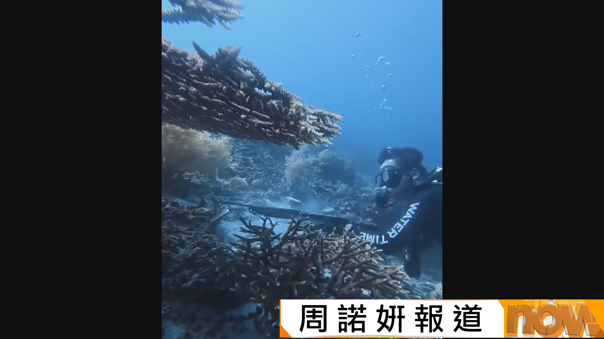 中國潛水教練涉嫌在印尼獵殺瀕危玳瑁更疑似煮來吃　在機場離境前被捕
