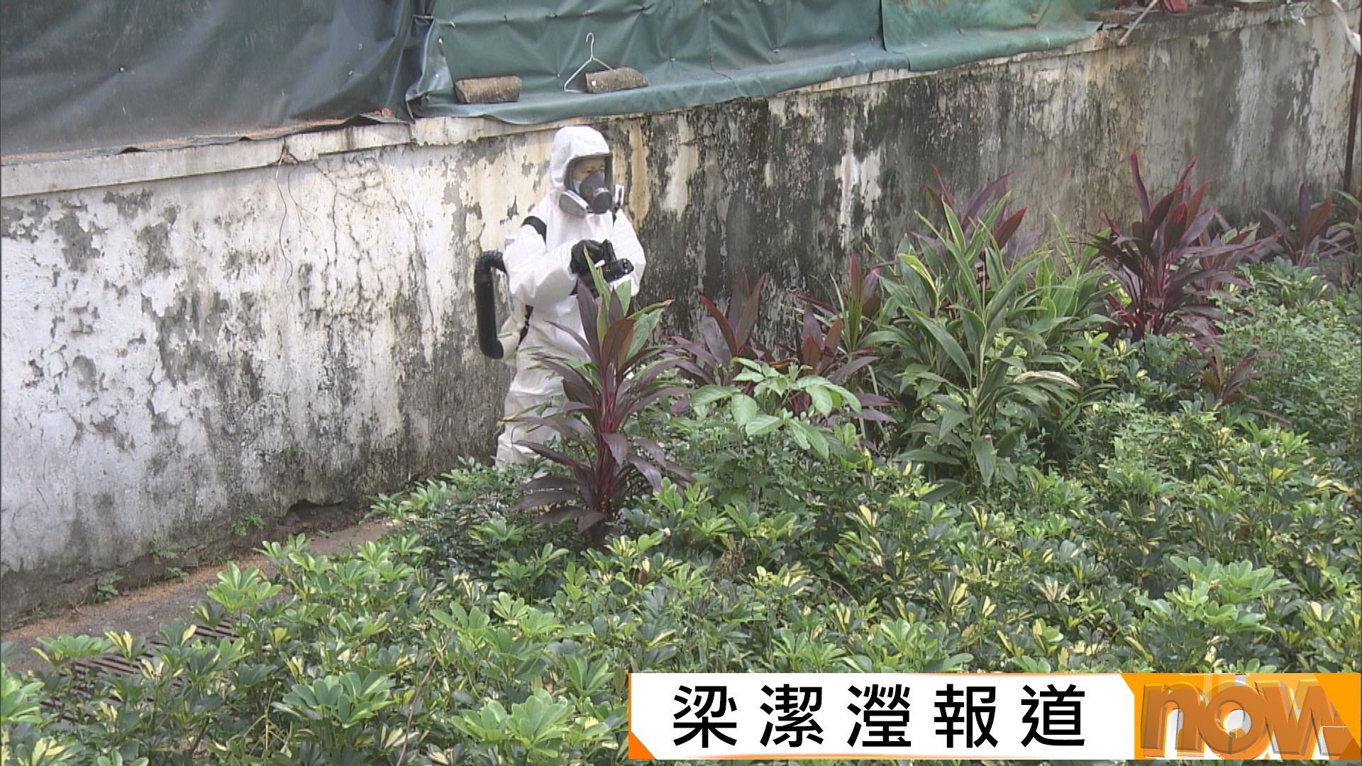 基孔肯雅熱｜大角咀現今年首宗本地個案　食環署加強滅蚊