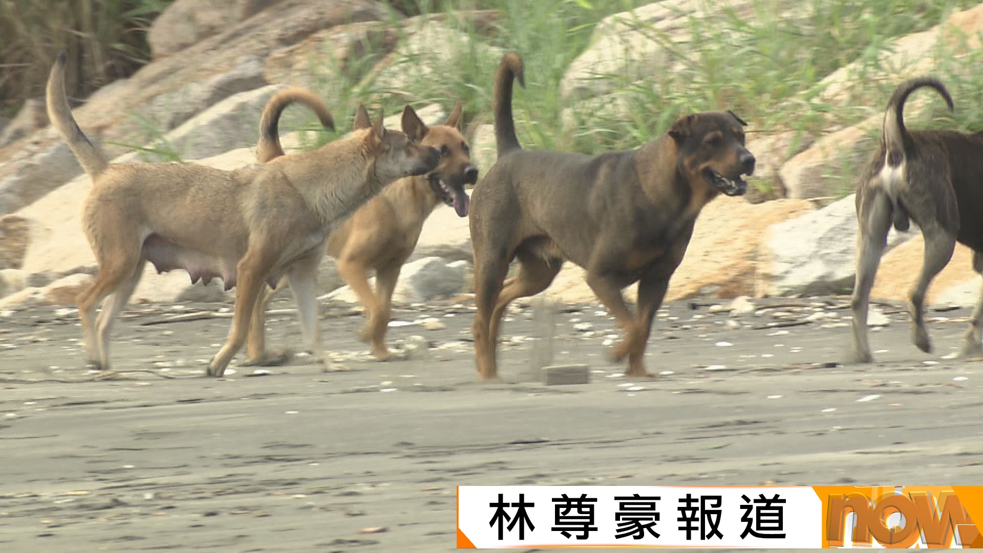 元朗狗咬人｜有關注動物團體指遇流浪狗應冷靜及避免直視牠們