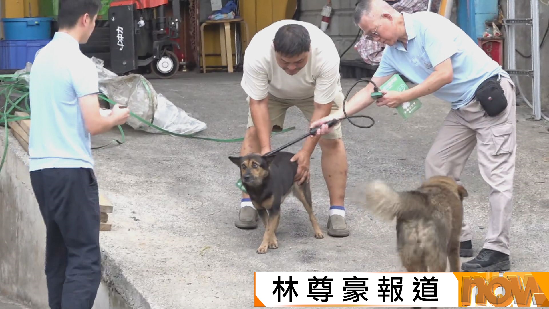 元朗疑狗咬死人｜警方漁護24小時兩度元朗捉流浪狗