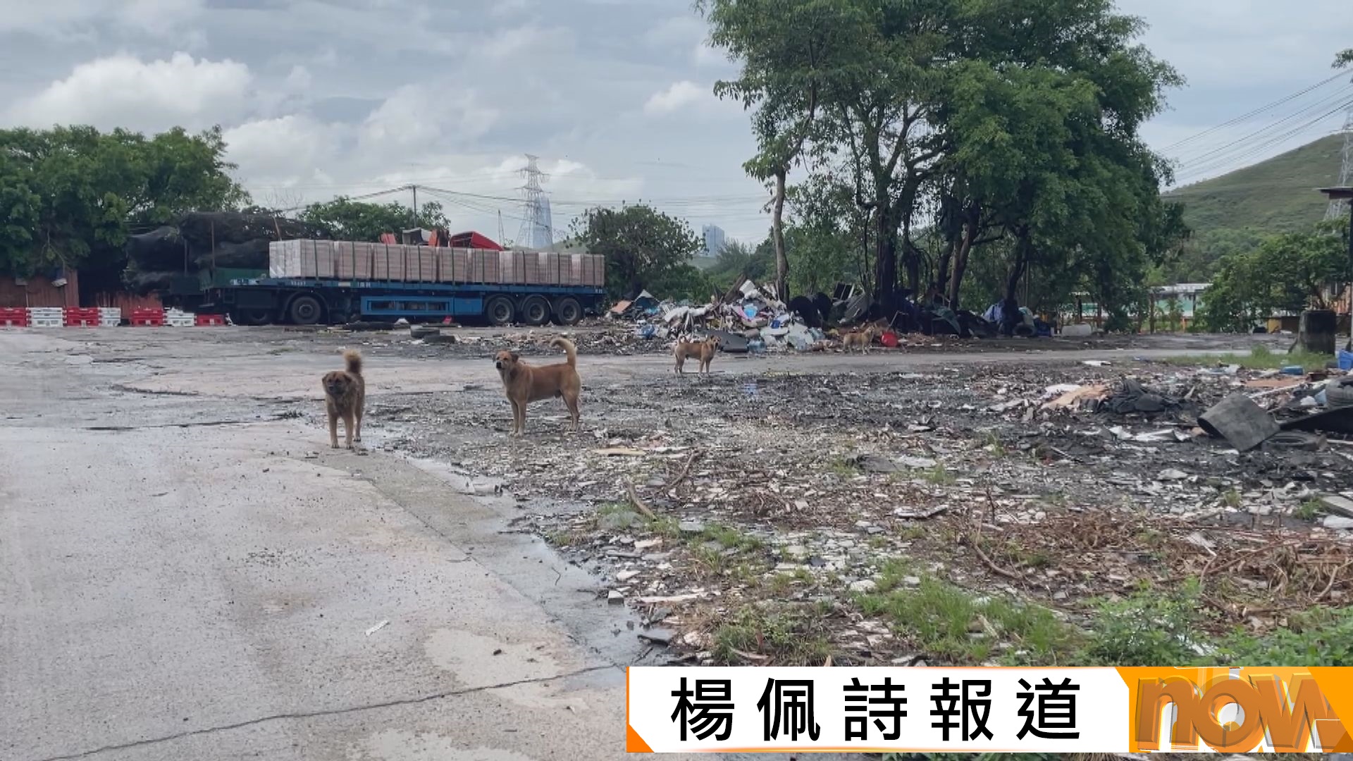 元朗疑狗咬死人｜現場加裝閉路電視追查流浪狗　謝展寰：捕捉後不會放回社區　合適會物色領養