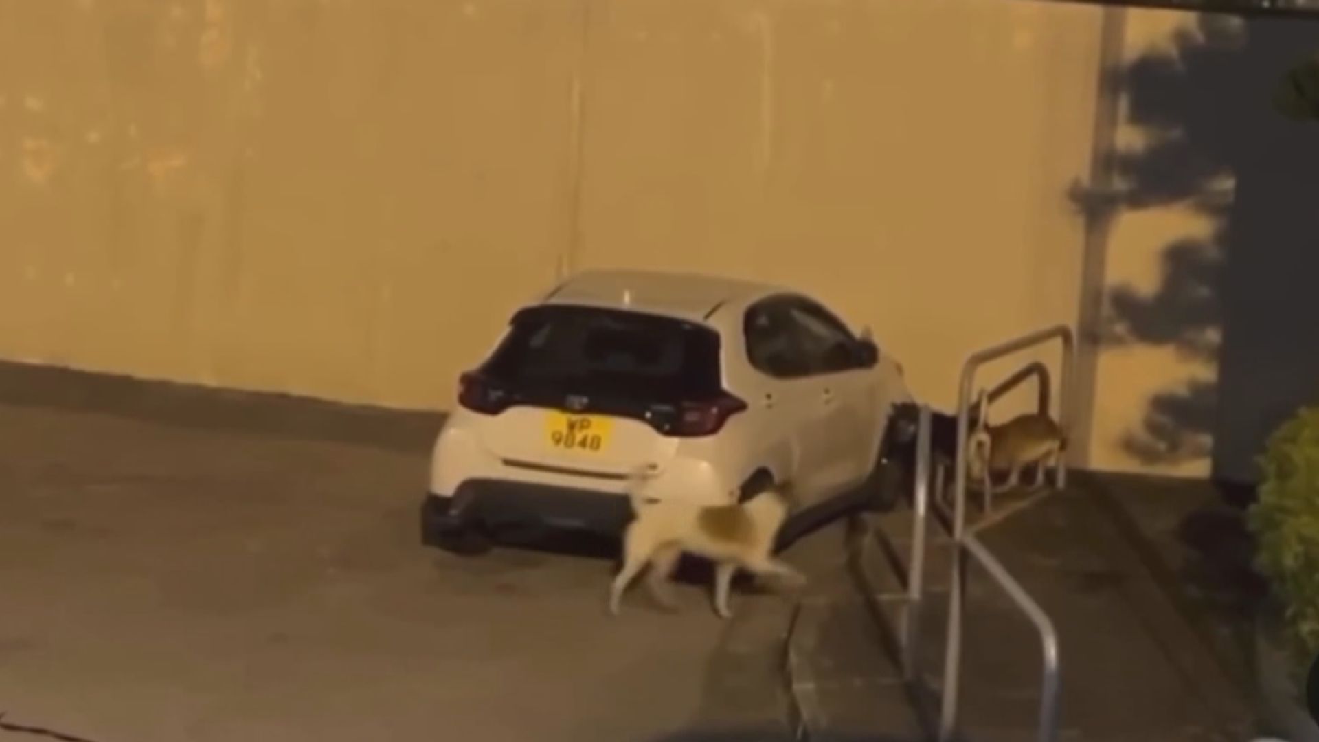 屯門私家車遭狗隻撕咬破壞