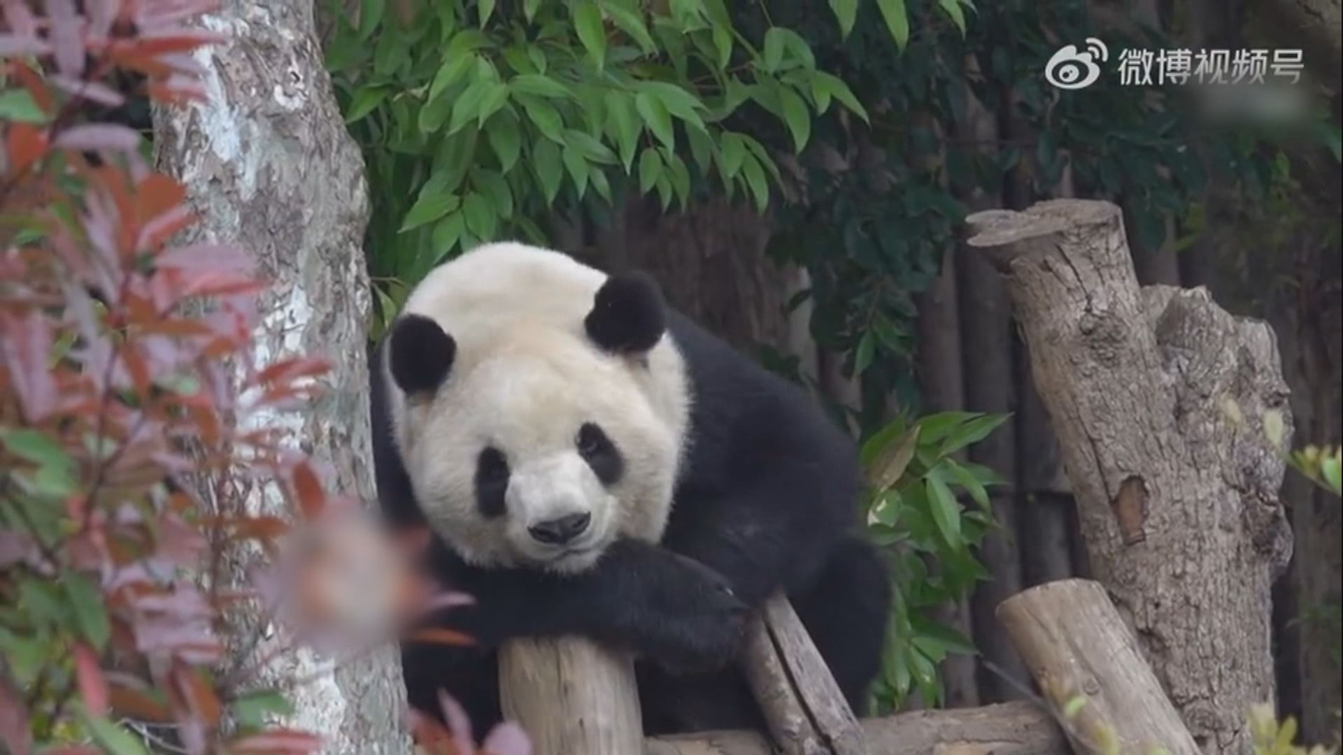亞特蘭大動物園相隔兩年再有大熊貓落戶當地
