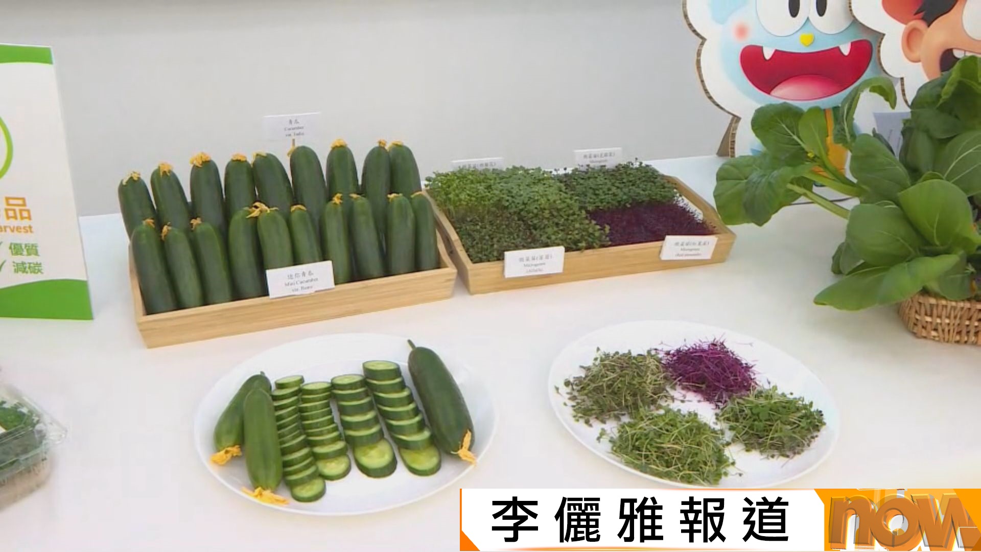 漁護署與菜統處推出新品種水耕青瓜及微菜苗　每包或每盒菜賣28至36元