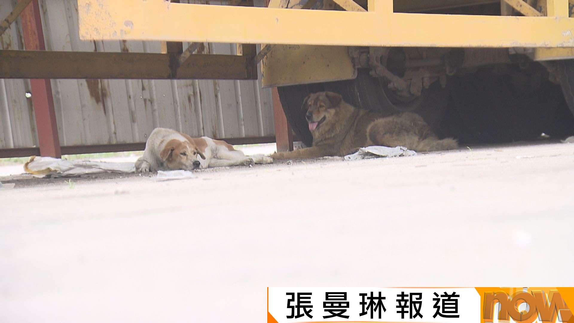 元朗疑狗咬死人　據了解死者或因多隻狗咬頸致死