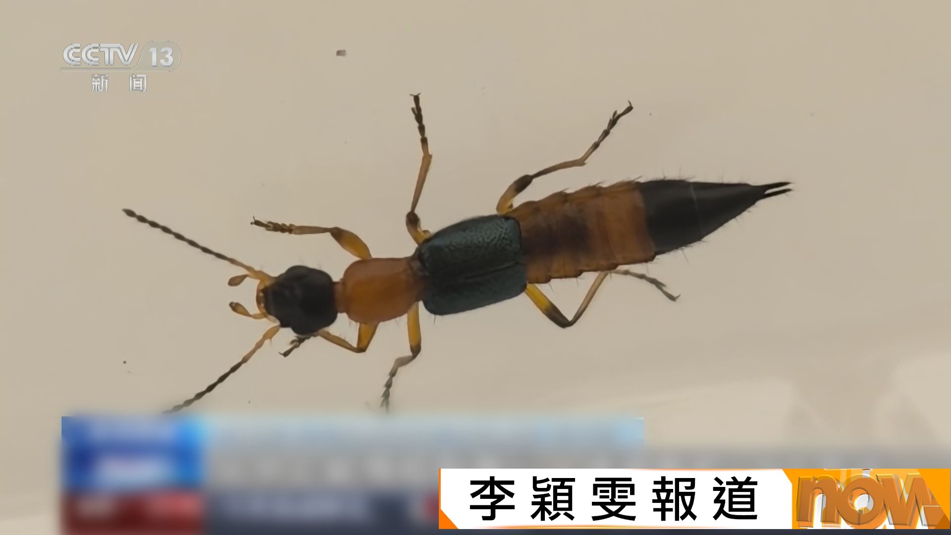 隱翅蟲頻頻現身內地北方　醫生提醒不要拍打
