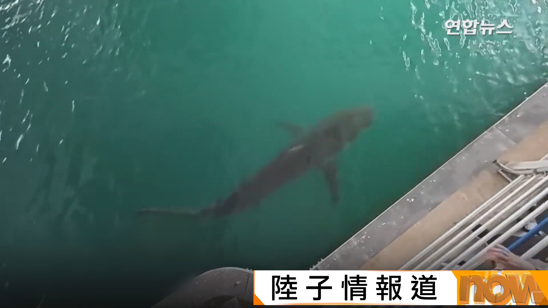 迷途鯊魚誤闖南韓釜山海濱公園連日吸引逾60萬遊客觀賞　海警射水引導離開失敗