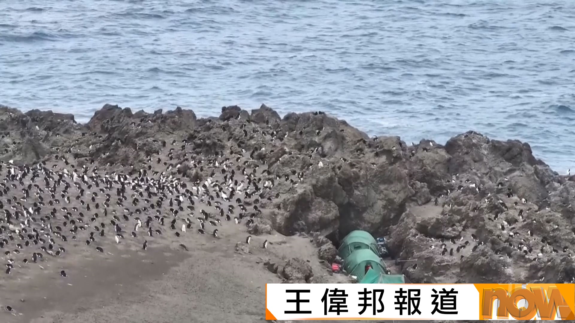 全球最大企鵝聚居地南極企鵝數量急挫　或成瀕危物種