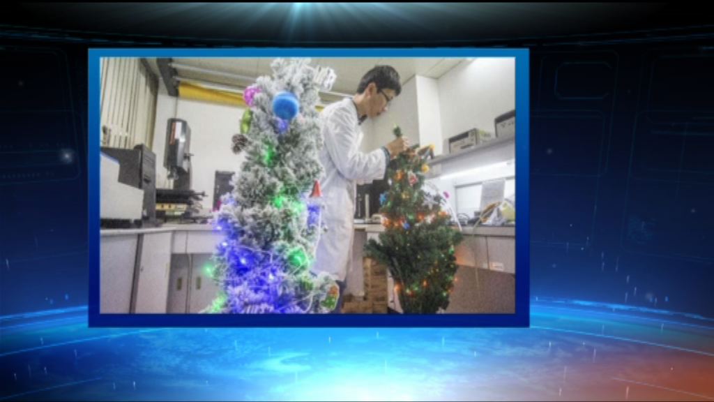 【中國評論】多棵聖誕樹驗出塑化劑超標