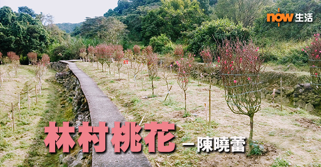 〈生活發現〉林村桃花－陳曉蕾