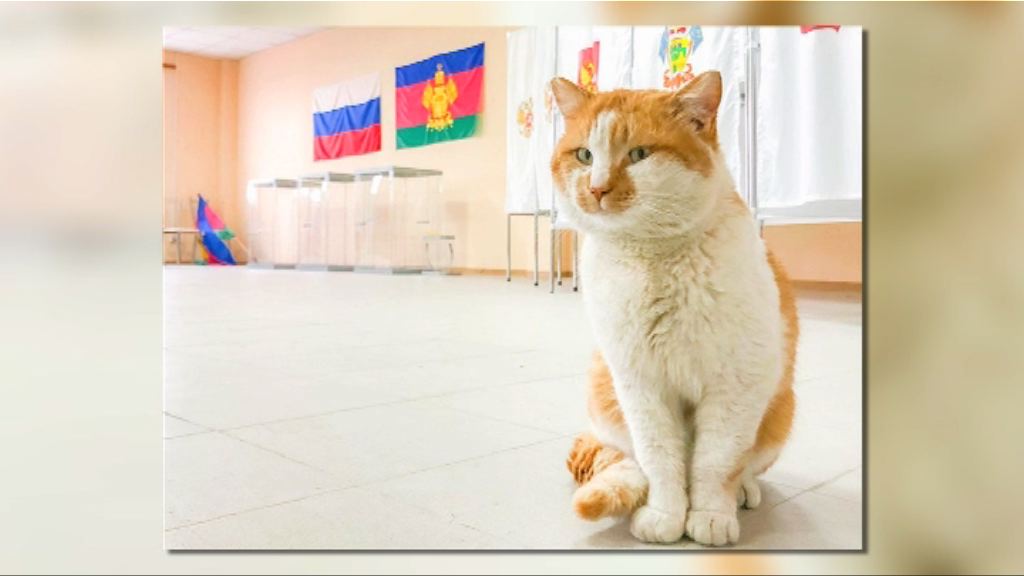 【環球薈報】克里米亞大橋吉祥貓視察票站