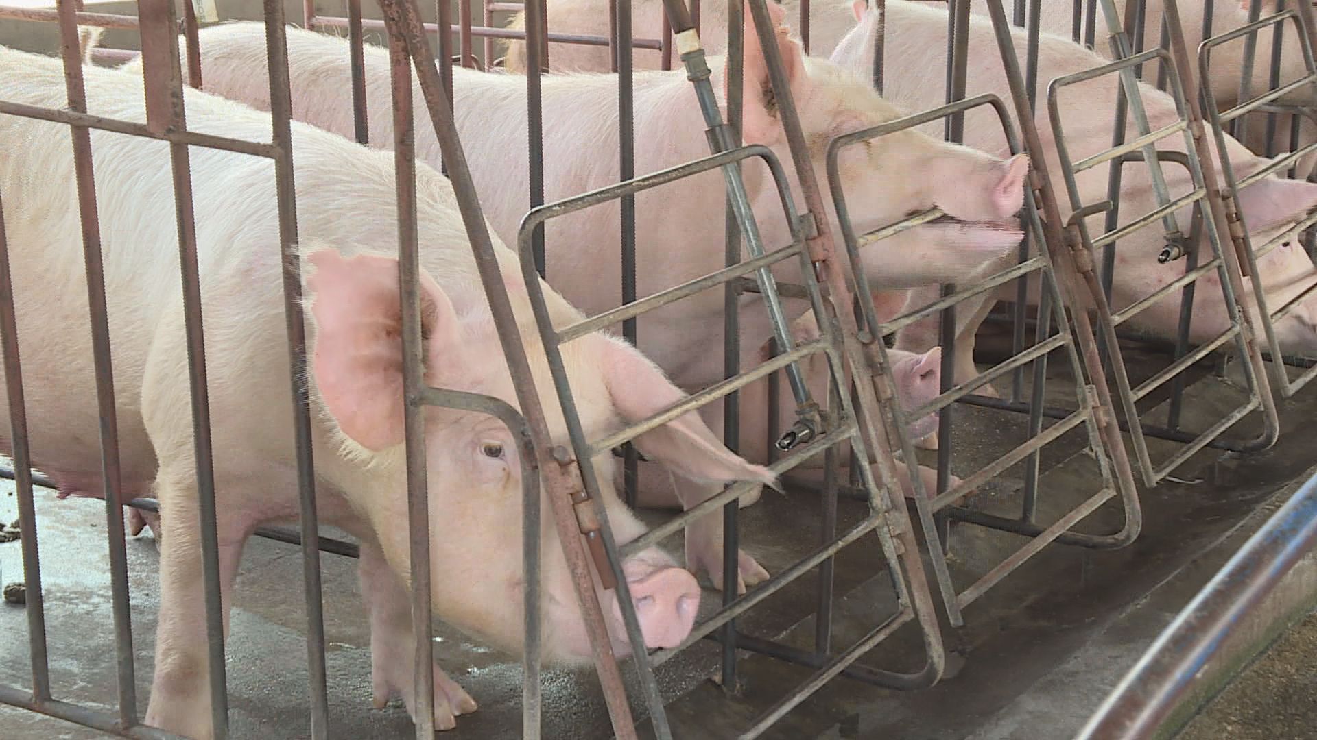 【逾千隻豬死亡】遼寧證實發生非洲豬瘟疫情