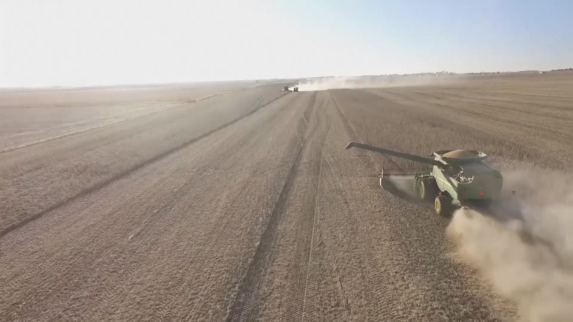 【協議後首次】據報中國再買入美國大豆