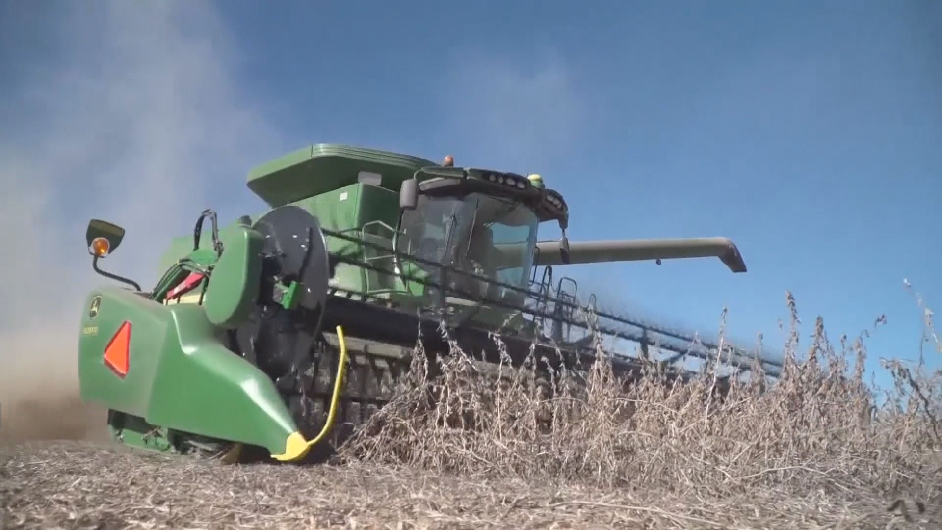 中國今年購買美國大豆規模或創新高