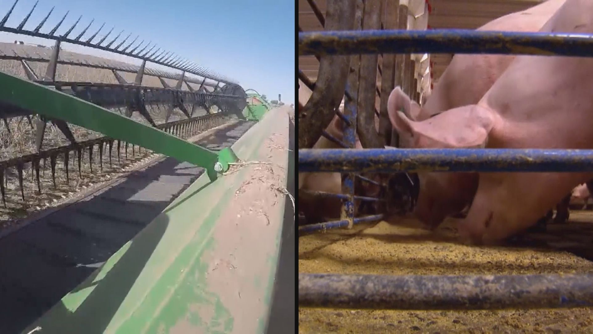 【中美貿戰】中方將豁免部分美國大豆及豬肉進口關稅