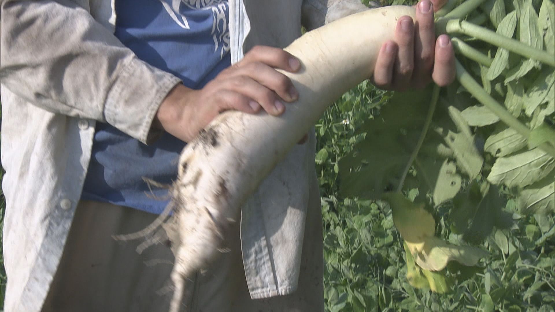 土炮農夫團隊網上「一條龍」賣