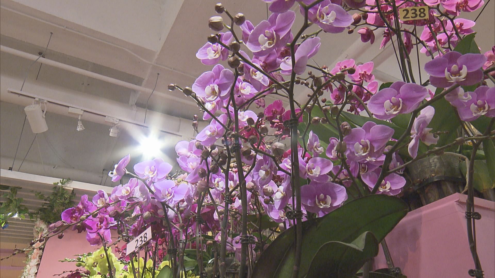 諗計抗「疫」！花農、花商「轉場」搞另類花市