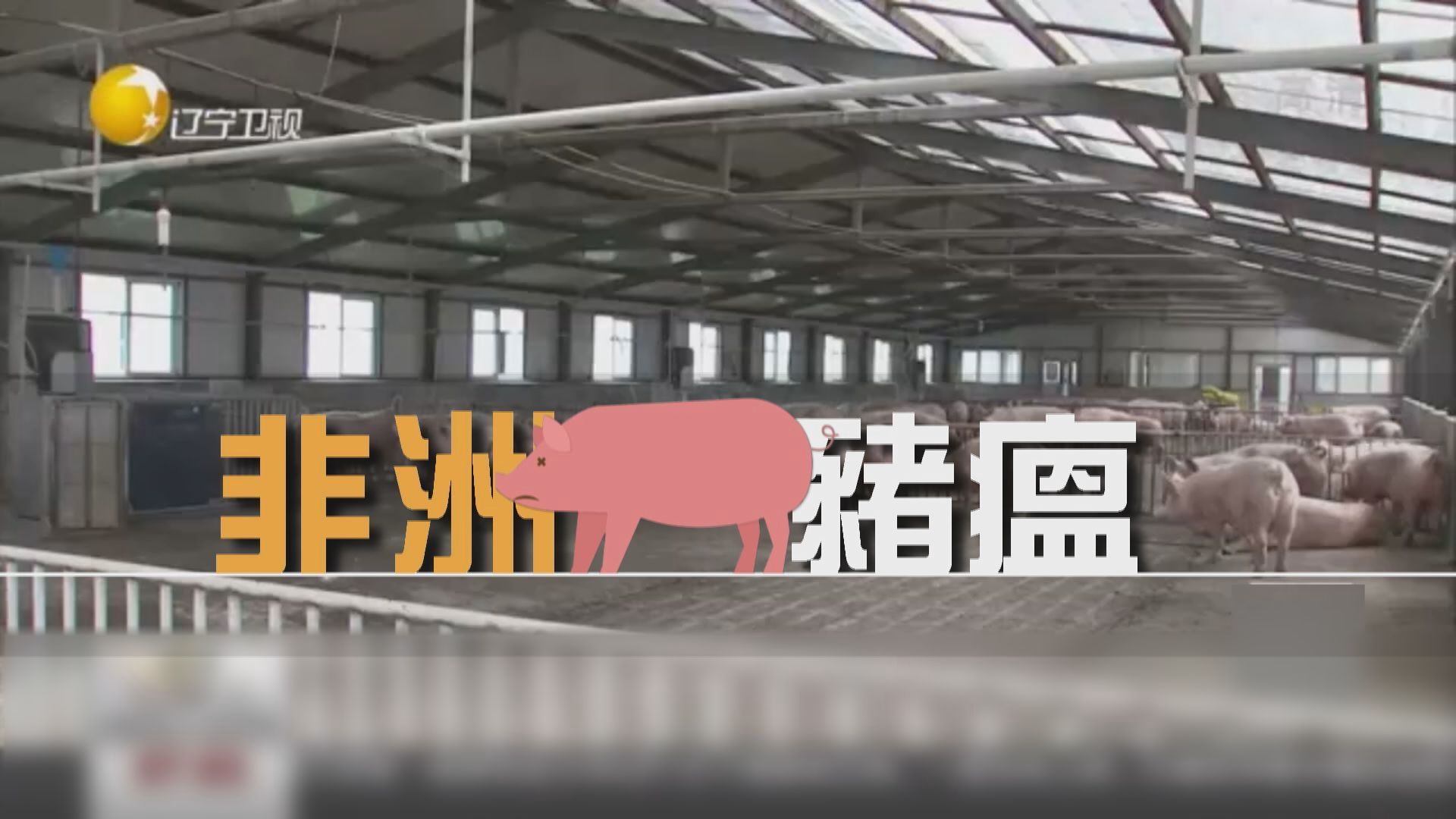 【財經智庫】最怕「豬隊友」：非洲豬瘟