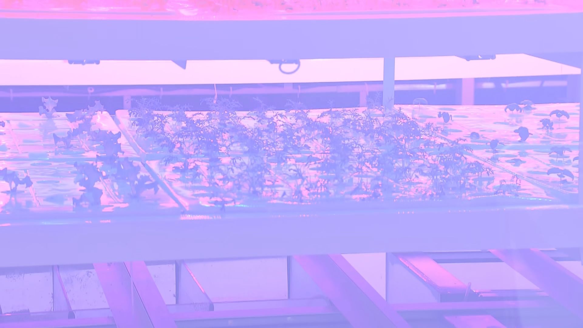 【口罩短缺】農業科技公司被科技園徵用生產口罩