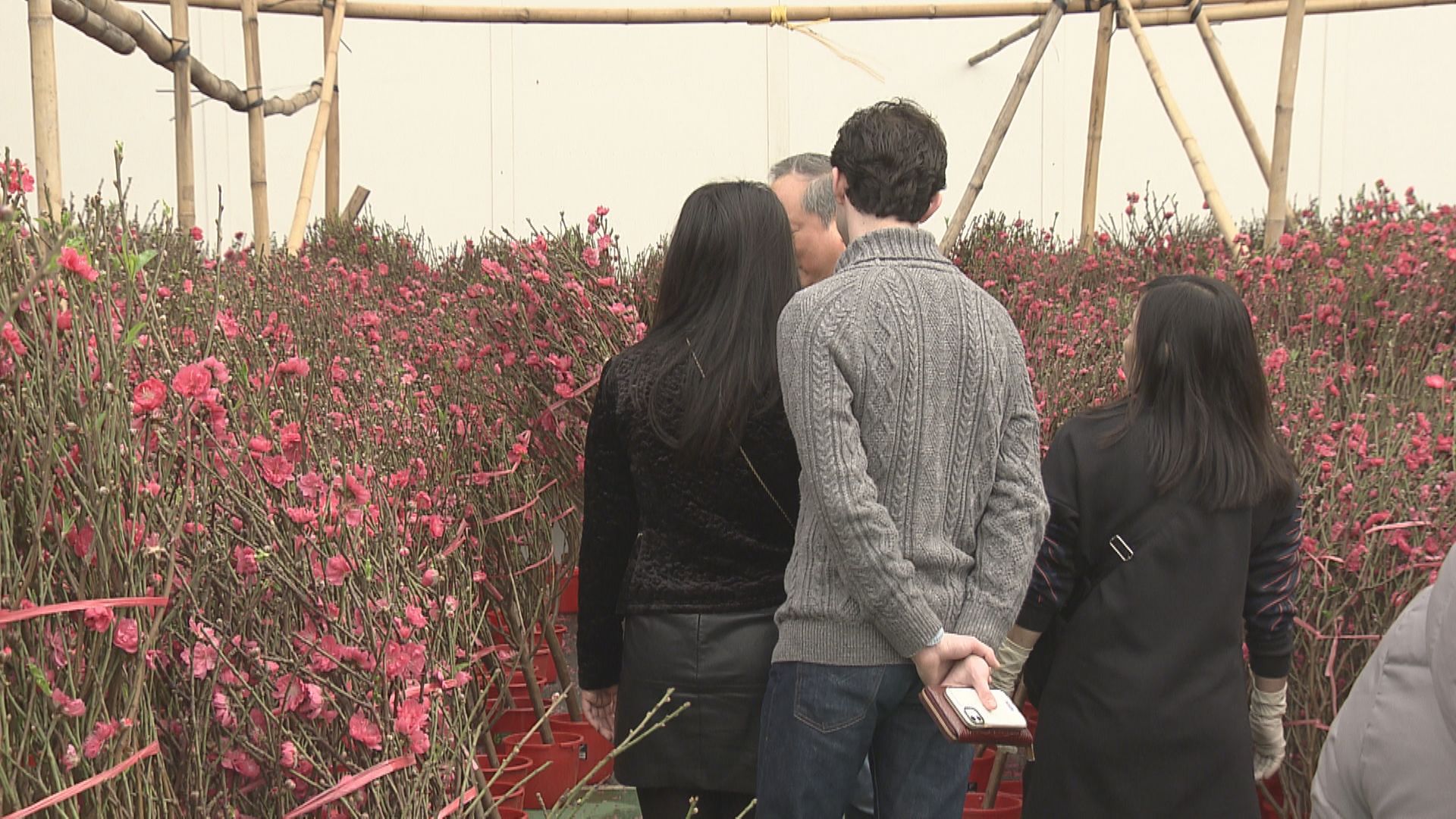 政府取消農曆年宵市場  或改屋邨賣年花