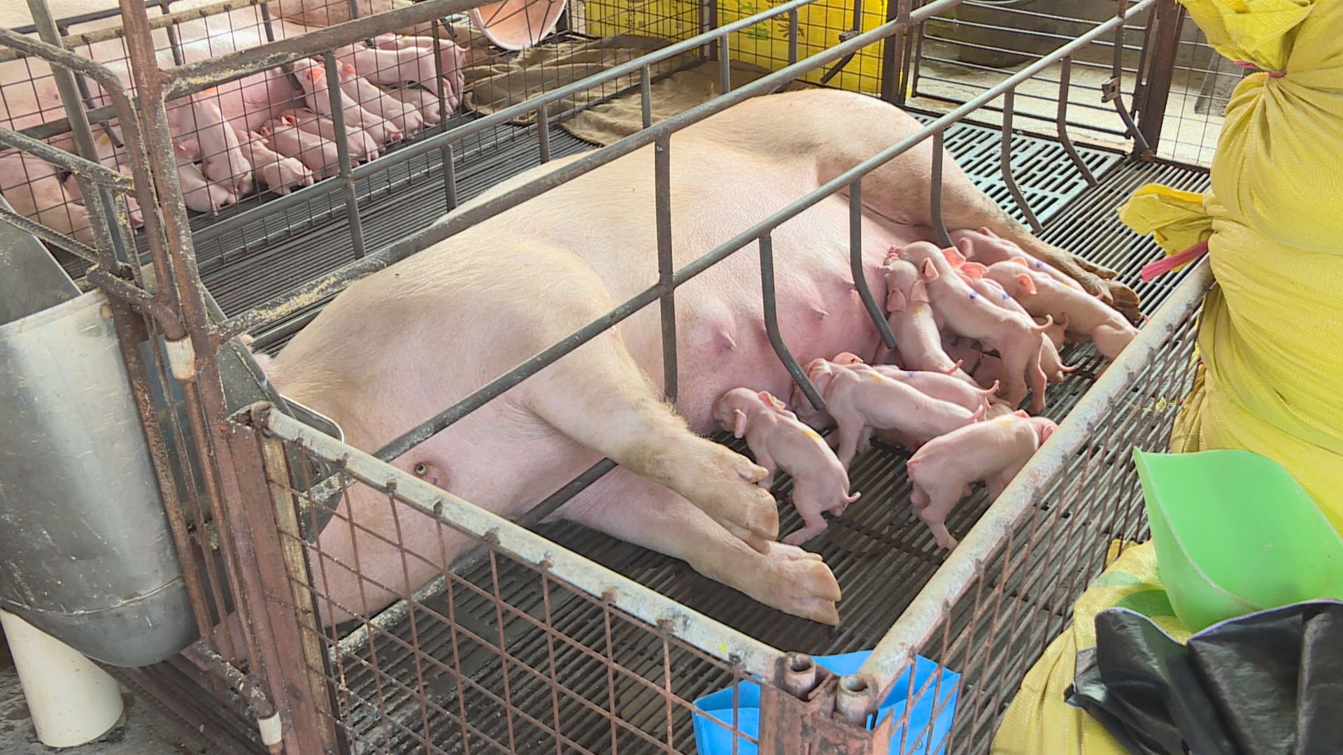 【豬瘟事件】萬洲指無礙供應　股價彈2%