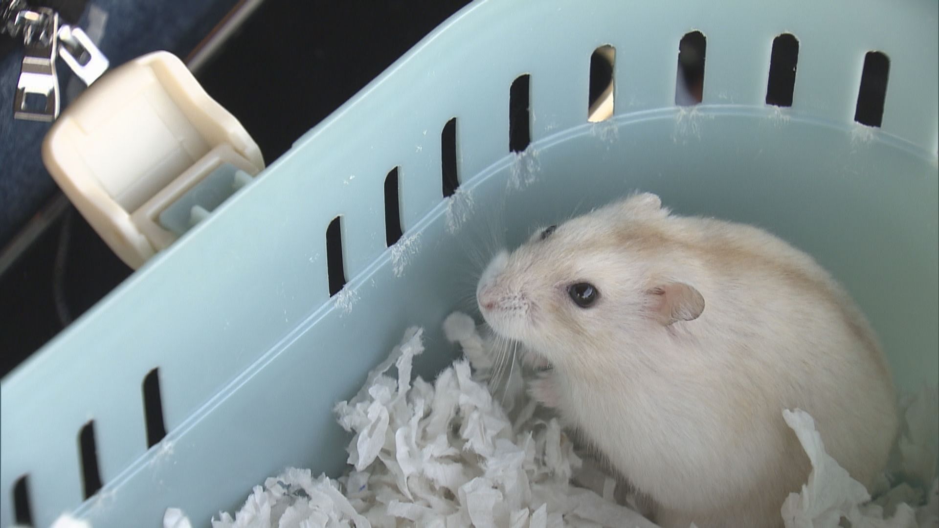 第五波疫情曾引發倉鼠棄養潮　寵物店籲市民勿棄養