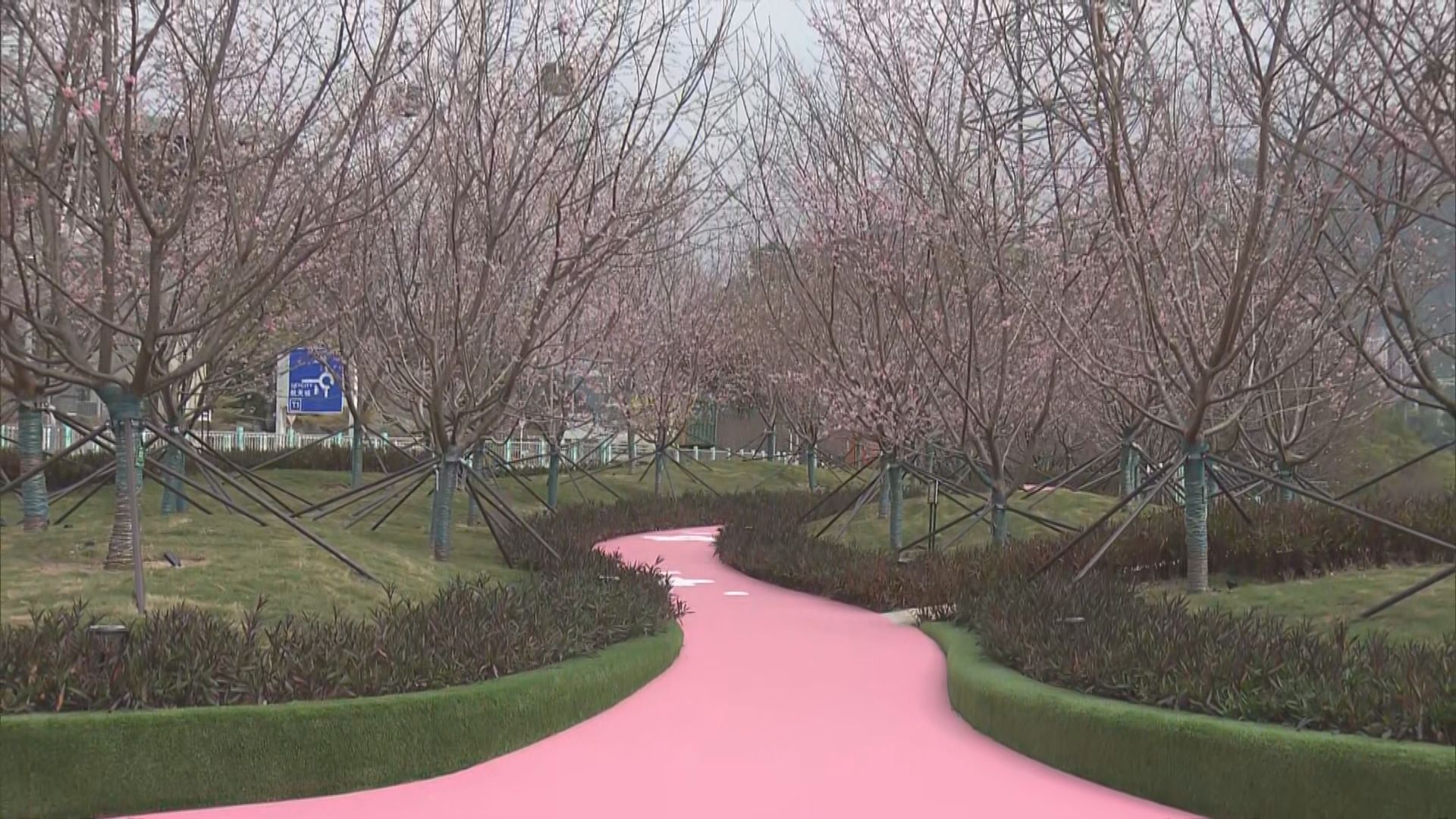 機場櫻花園擴展3萬平方呎　料吸引逾10萬人次賞櫻