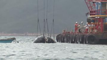 布氏鯨西貢死亡 漁護署：疑高速船撞擊致命 非觀鯨船造成