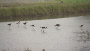 環諮會討論新田科技城環評 政府強調有分析候鳥數據